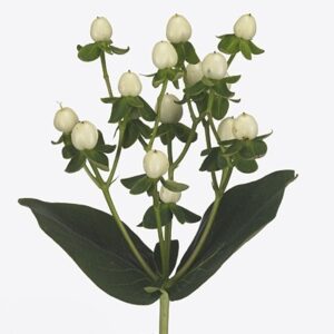 Гиперикум Coco Uno White 50