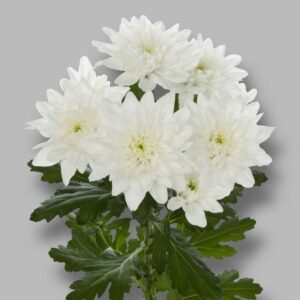 Хризантема Кустовая