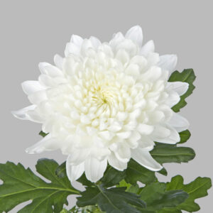 Хриз. G Gagarin White