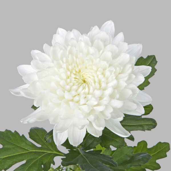 Хриз. G Gagarin White