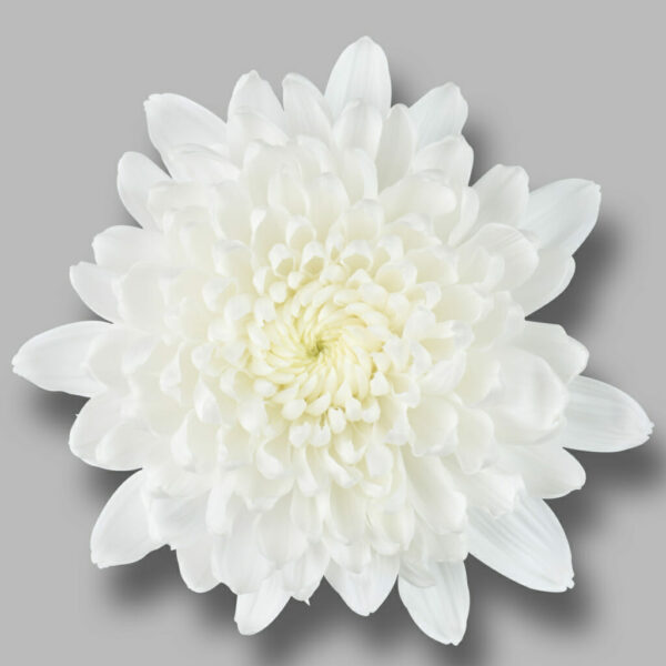 Хриз. G Gagarin White