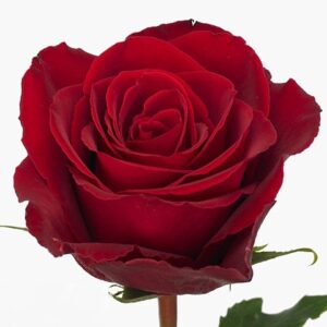 Роза Gr Madam Red 40