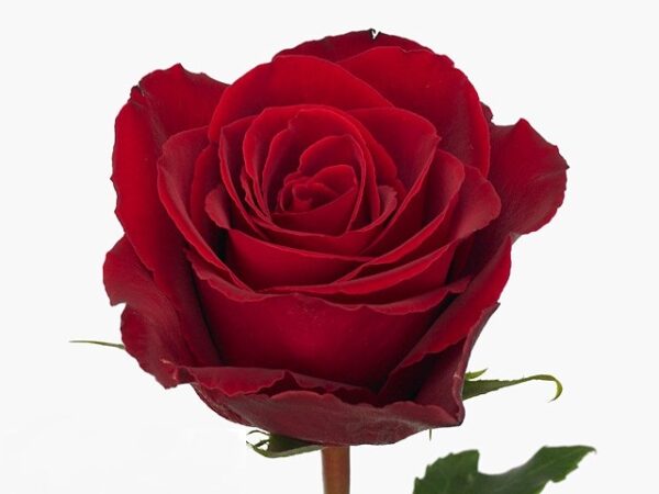 Роза Gr Madam Red 40