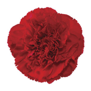 Гвоздика 1г. RED