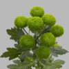 Хриз. Tr Deligreen