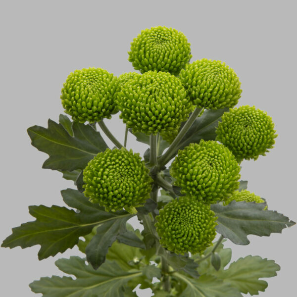 Хриз. Tr Deligreen