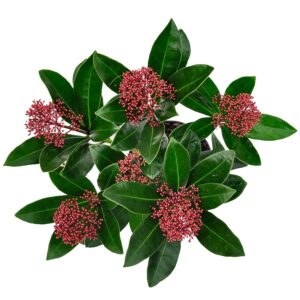 Скимия Rubella Per Bunch