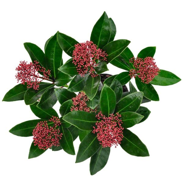 Скимия Rubella Per Bunch