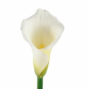 Калла White Present