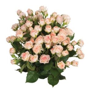 Трейси куст. 70