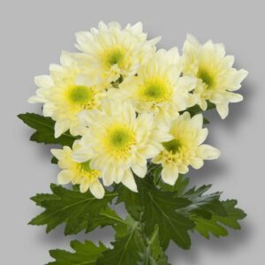Хриз. Tr Radost Cream