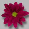 Хриз. Tr Purple Star