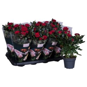 Роза PATIO-HIT ISABEL 13/35