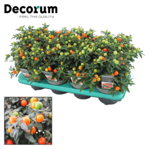 Соланум PSEUDOCAPSICUM 13/30
