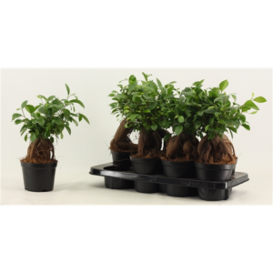 Фикус GINSENG 12/35