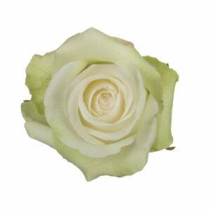 ALBA 70 STAR ROSES
