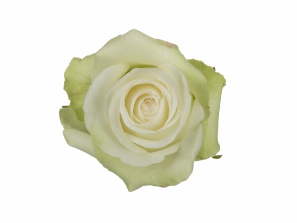 ALBA 70 STAR ROSES