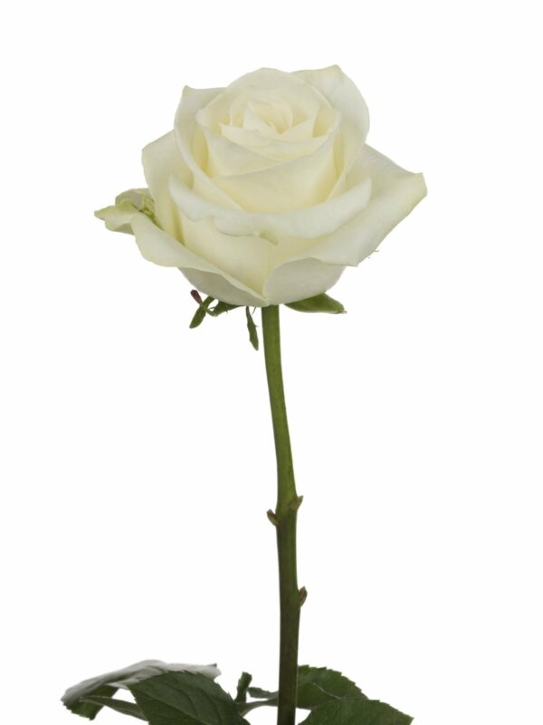 ALBA 70 STAR ROSES