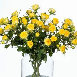 Роза Tr Daylight 60