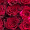 RED PANTHER 70 KAIZEN ROSES