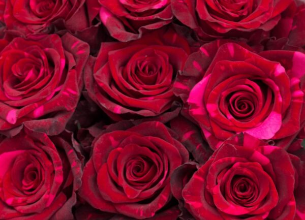 RED PANTHER 70 KAIZEN ROSES