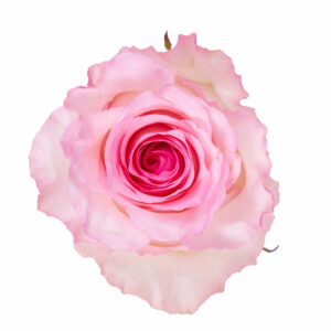 MANDALA 70 KAIZEN ROSES