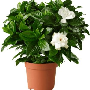 Гардения JASMINOIDES 13/25
