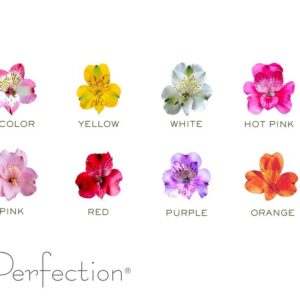 Альстромерия PERFECTION MIX 85