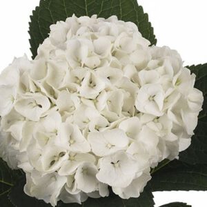 Гидрангея M Pearl Wit 60cm