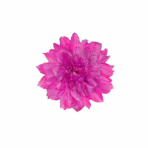 Краситель флористический "LOTUS", 950мл., Фуксия
