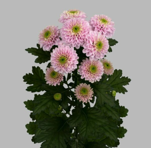 Хриз. Tr Letsgo Pink