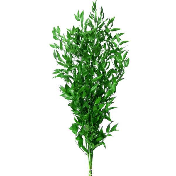 Рускус MEDIUM 300 GR