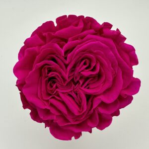 Роза стабилизированная, 6шт/уп., Hot Pink HT-06