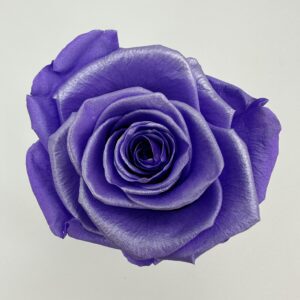 Роза стабилизированная, 6шт/уп., Pearlescent Amethyst Purple SH-08