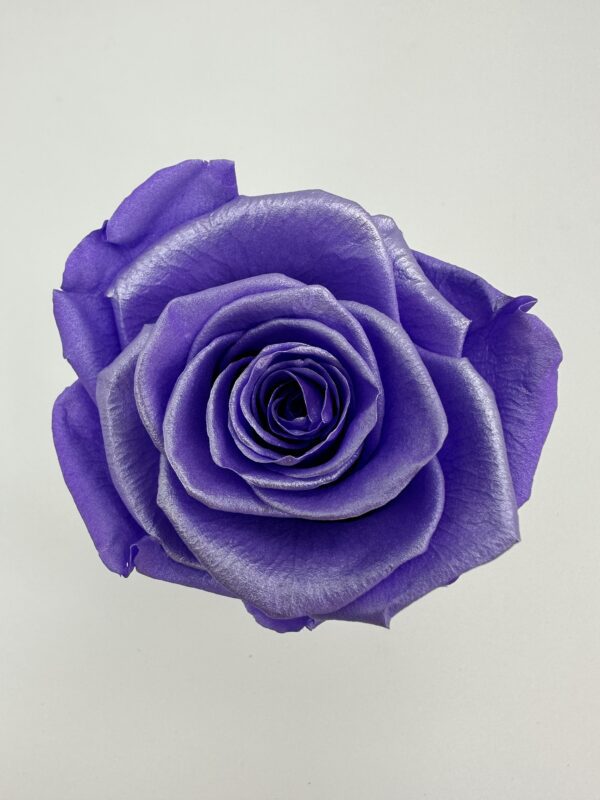 Роза стабилизированная, 6шт/уп., Pearlescent Amethyst Purple SH-08