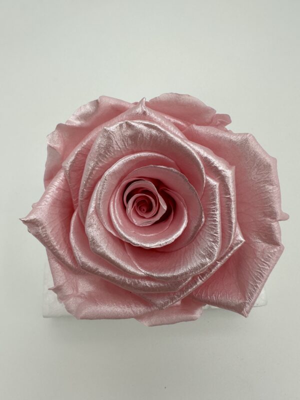 Роза стабилизированная, 6шт/уп., Pearlescent pink