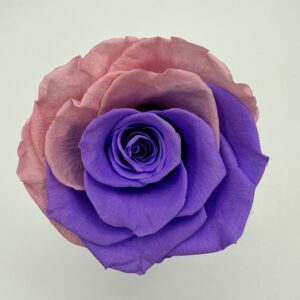 Роза стабилизированная, 6шт/уп., Bicolor Irresistble BI-07