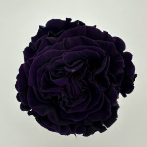 Роза стабилизированная, 6шт/уп., Charming purple garden