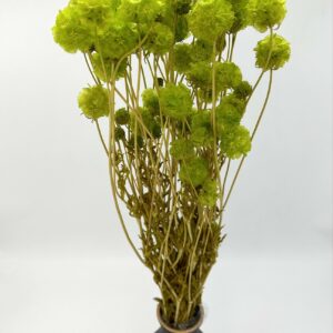 Скабиоза кустовая (25-40шт. в букете), 90-100г, зеленый